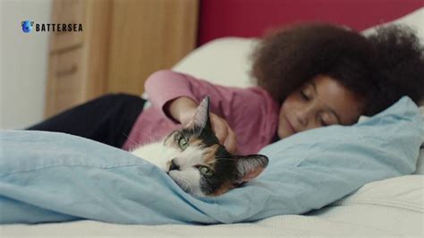 Battersea Dogs & Cats Home Advert – Song by The Black Keys.